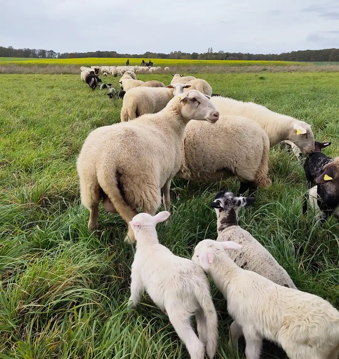 Engagement transhumance