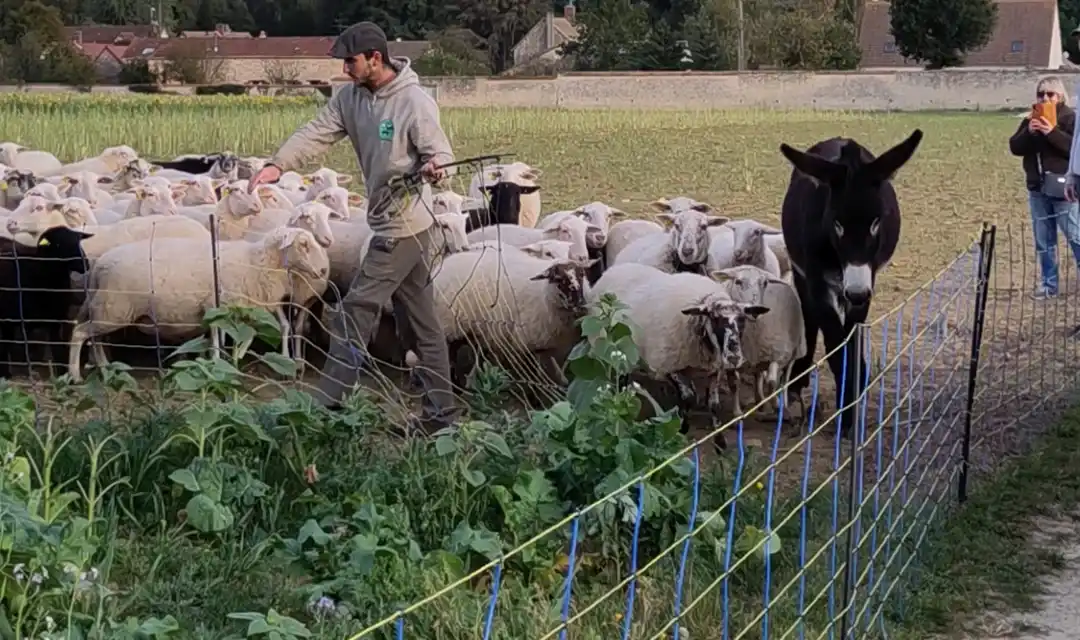 Les bienfaits de l'éco paturage