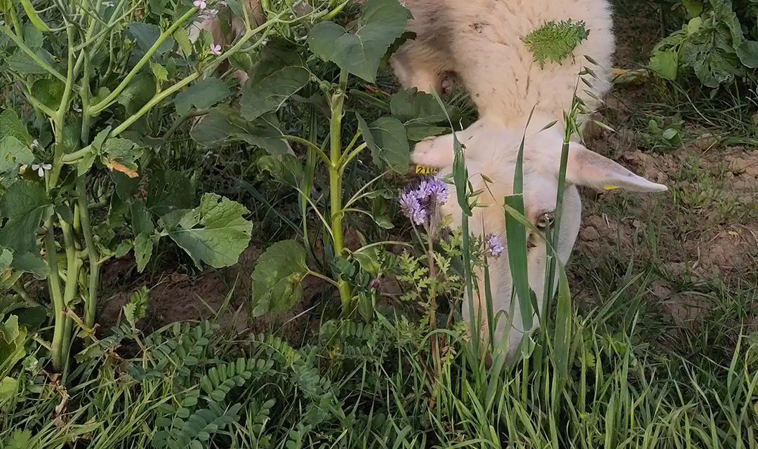 Les brebis participent à la régénération des sols