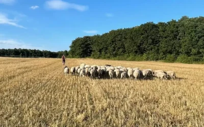 Pâturage des céréales : quels sont les bénéfices pour les agriculteurs ?