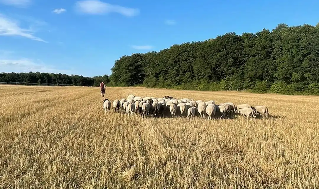 Pâturage des céréales - les bénéfices pour les agriculteurs