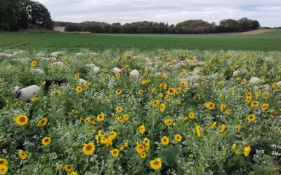 L’impact du pâturage sur la biodiversité locale