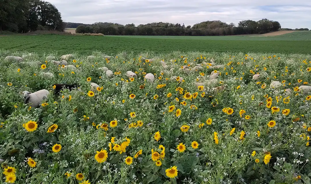 Paturage et biodiversité