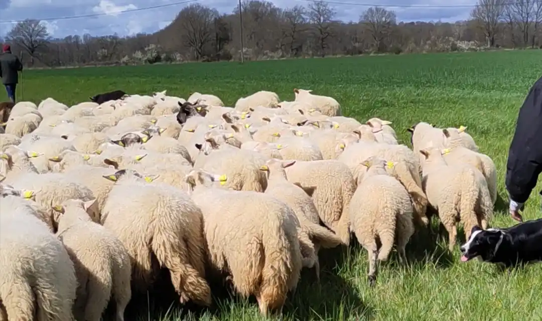 Transhumance - déplacement de troupeaux - Mouton des plaines